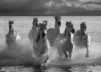 Jorge Llovet Horses Landing At The Beach