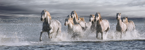 Jorge Llovet Horses Running At The Beach 39922