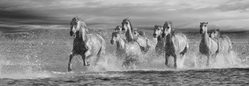 Jorge Llovet Horses Running At The Beach