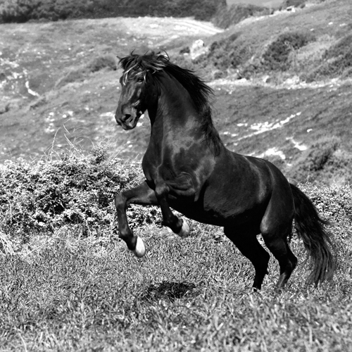 Jorge Llovet Island Horse