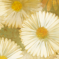 Kathrine Lovell Daisy Story Square I