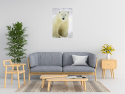 Konrad Wothe Polar Bear Adult Portrait Churchill Ca