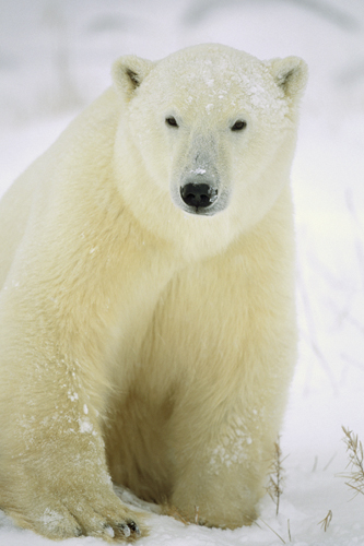 Konrad Wothe Polar Bear Adult Portrait Churchill Ca