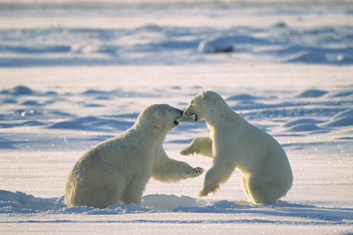 Konrad Wothe Polar Bear Males Fighting Hudson Bay C
