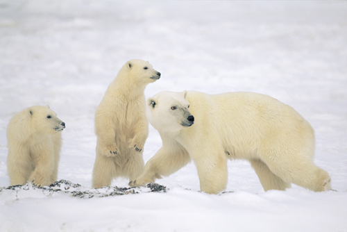 Konrad Wothe Polar Bear Mother With Two Cubs Churchi