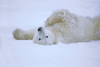 Konrad Wothe Polar Bear Rolling In Snow Hudson Bay