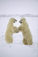 Konrad Wothe Polar Bear Two Males Play Fighting Huds