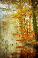 Lars Van De Goor In Romance