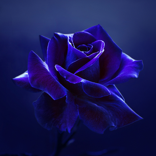 Lily Seidel Midnight Rose