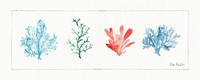 Lisa Audit Water Coral Ii