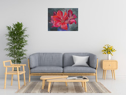 Loes Botman Amaryllis