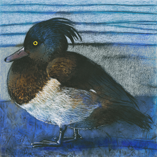 Loes Botman Tufted Duck