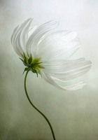 Mandy Disher