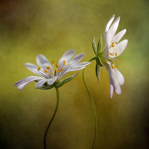 Mandy Disher Echo