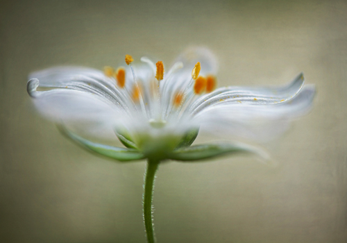 Mandy Disher Summer Swirl