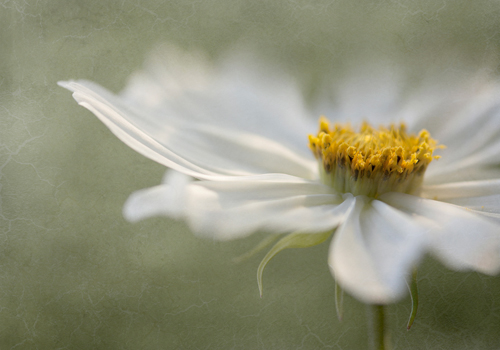 Mandy Disher Whisper