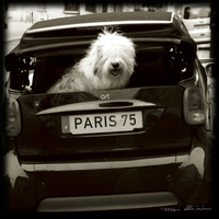 Marc Olivier Paris Dog I