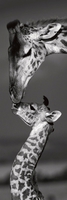 Marilyn Parver Masai Mara Giraffes