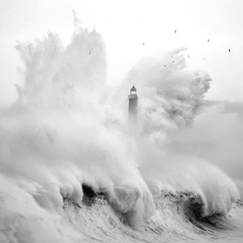 Marina Cano Birds In The Storm