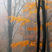 Martin Rak Autumn Forrest