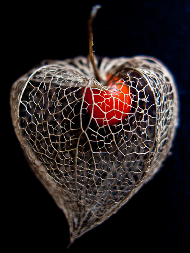 Matthias Weber Lantern Heart Ii