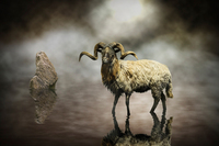Michiel Visser Sheep