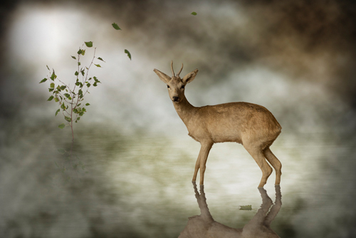 Michiel Visser Young Deer