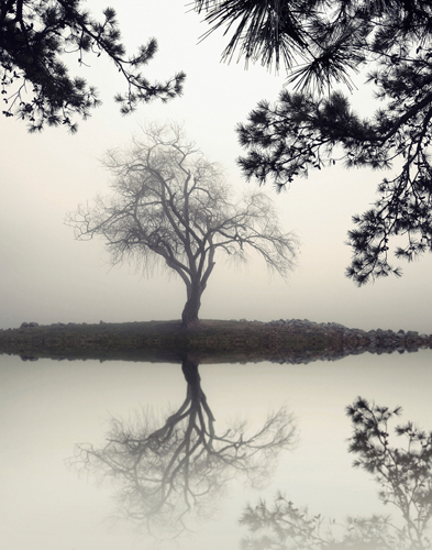 Nicholas Bell Winter Willow