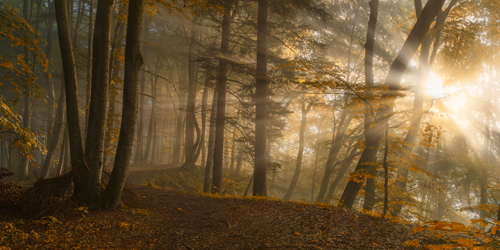 Norbert Maier Forest Light