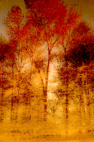 Norm Stelfox Autumnal Grunge