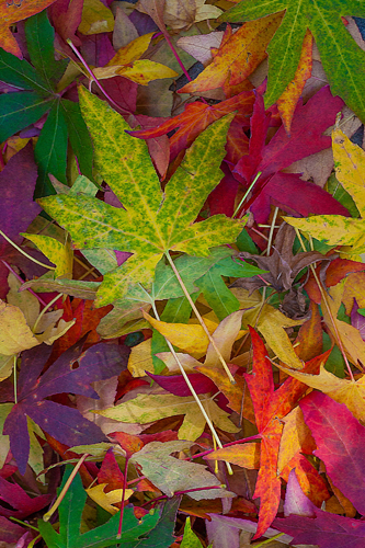 Norm Stelfox Candy Leaves