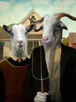 Philippe Tyberghien American Goat