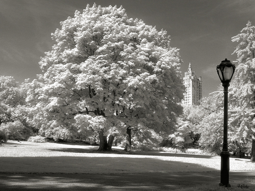 Ralf Uicker Central Park Tree