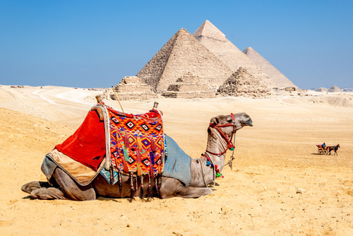 Richard Silver Camel Resting By The Pyramids Giza Egy
