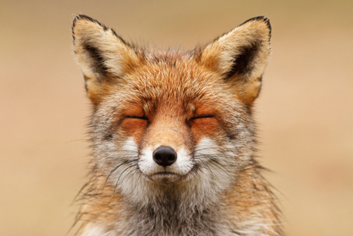 Roeselin Raimond Zen Fox Red Portrait