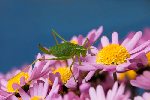 Rolf Fischer Grashupfer Auf Blumen