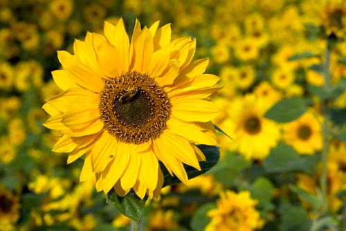 Rolf Fischer Honigbiene Im Sonnenblumenfeld