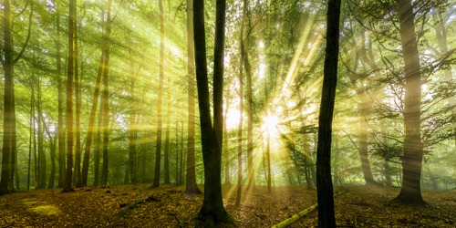 Rolf Fischer Nebelstimmung Mit Sonne Im Wald
