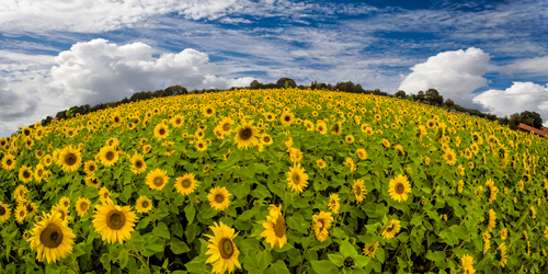 Rolf Fischer Sonnenblumenwelt