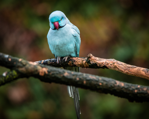 Ronin Blue Parrot