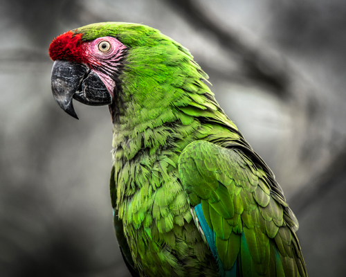 Ronin Green Ara Parrot