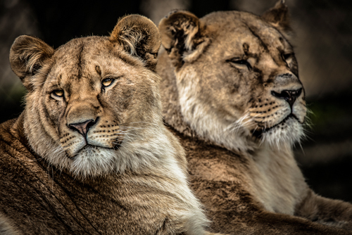 Ronin Lionesses