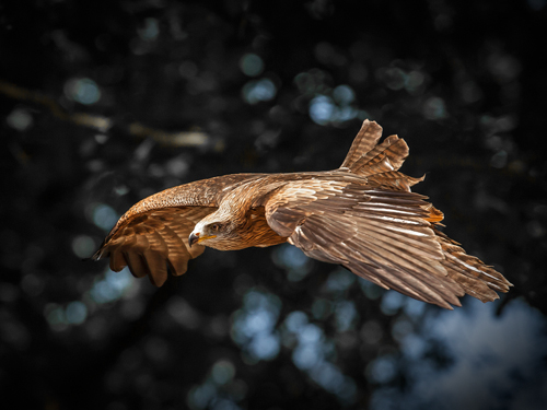 Ronin Red Kite Flies