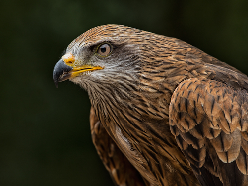 Ronin Red Kite