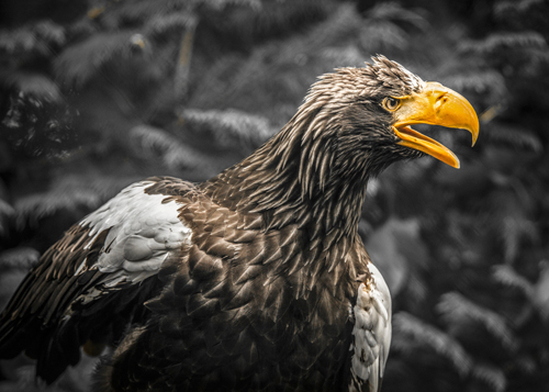 Ronin Stellar Eagle