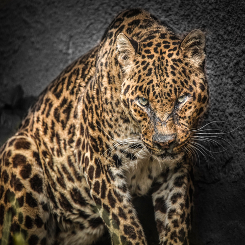 Ronin The Jaguar