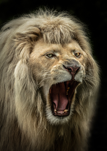 Ronin The Lion Roars