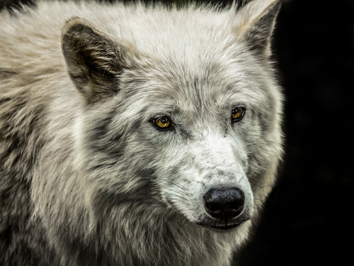 Ronin White Wolf