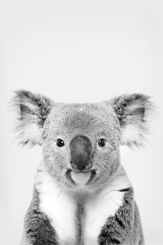 Sisi Seb Koala