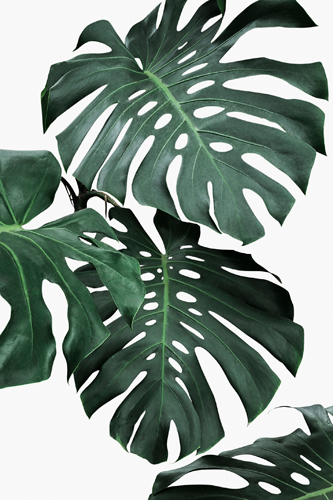 Sisi Seb Monstera Ii